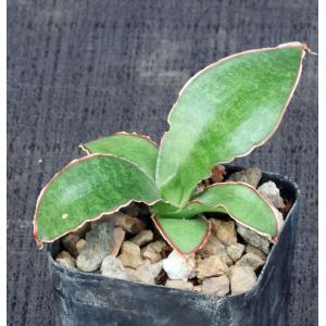 Sansevieria conspicua 2-inch pots