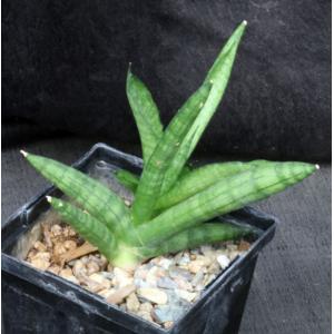 Sansevieria cv Boncel 5-inch pots