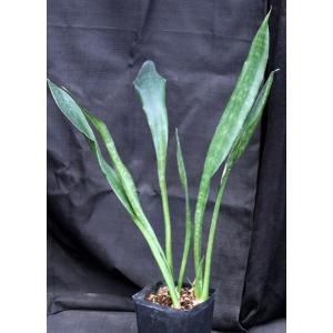 Sansevieria metallica cv Brendies one-gallon pots