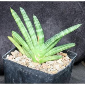 Sansevieria cv Boncel one-gallon pots