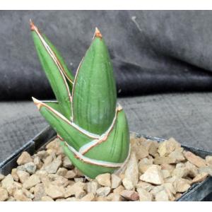 Sansevieria dhofarica 5-inch pots