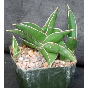Sansevieria disticha (Lav 23154) 5-inch pots
