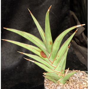 Sansevieria disticha (Lav 23154) one-gallon pots