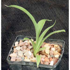 Sansevieria dooneri 4-inch pots