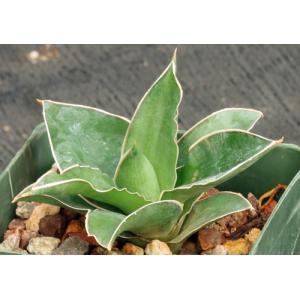 Sansevieria dumetescens (WY 1157) 4-inch pots
