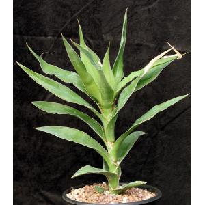 Sansevieria dumetescens (WY 1157) 2-gallon pots
