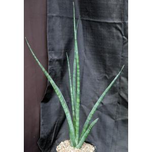 Sansevieria ebracteata 2-gallon pots