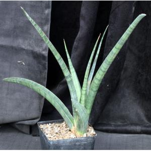 Sansevieria ebracteata one-gallon pots