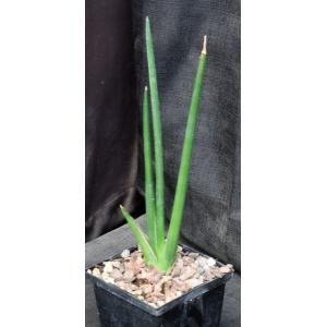 Sansevieria erythraeae 5-inch pots