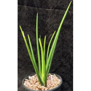 Sansevieria erythraeae 2-gallon pots
