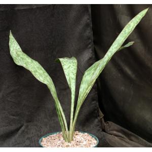 Sansevieria fasciata (patterned leaves) 8-inch pots