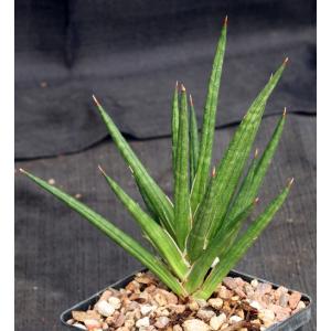 Sansevieria francisii (FKH 432) 5-inch pots