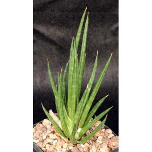 Sansevieria francisii (FKH 432) 5-inch pots