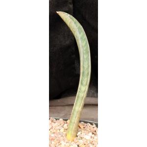 Sansevieria hallii cv Pink Bat one-gallon pots