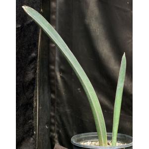 Sansevieria hallii cv Blue Bat 2-gallon pots