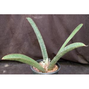 Sansevieria hallii (large form) 2-gallon pots