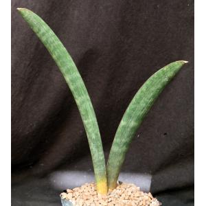 Sansevieria hallii (large form) one-gallon pots