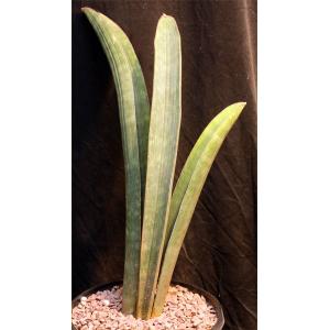 Sansevieria hallii (large form) 2-gallon pots