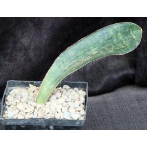 Sansevieria humiflora cv Hawaiian Star 5-inch pots