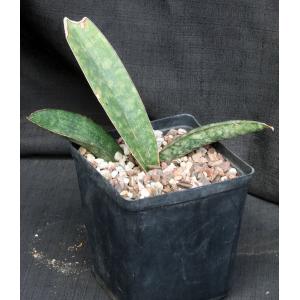 Sansevieria humiflora cv Hawaiian Star one-gallon pots