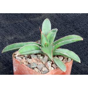 Sansevieria lavranii 3-inch pots