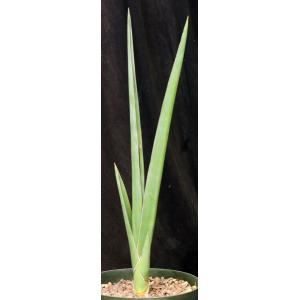 Sansevieria lavranii 8-inch pots