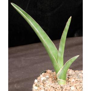 Sansevieria lavranii one-gallon pots