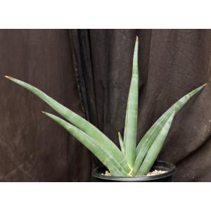 Sansevieria lavranii (Lav 24688) 2-gallon pots