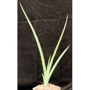 Sansevieria lavranii (Lav 24769) one-gallon pots