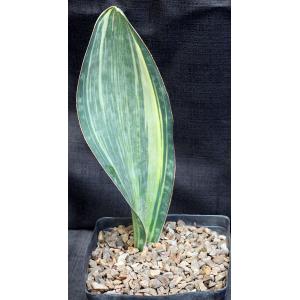 Sansevieria masoniana variegate one-gallon pots