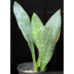 Sansevieria masoniana 2-gallon pots