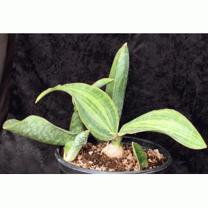 Sansevieria masoniana variegate 2-gallon pots