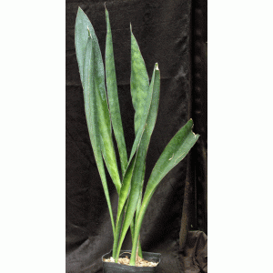 Sansevieria metallica one-gallon pots
