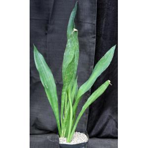 Sansevieria nilotica one-gallon pots