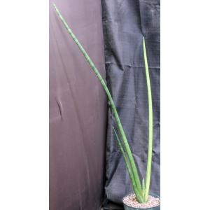 Sansevieria pearsonii (variegated) 8-inch pots