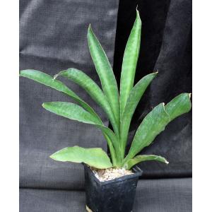 Sansevieria pedicellata 5-inch pots