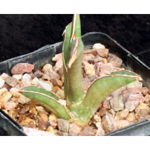 Sansevieria pfisteri (R2087) 5-inch pots