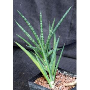 Sansevieria phillipsiae (KEW 410-74-03700) one-gallon pots