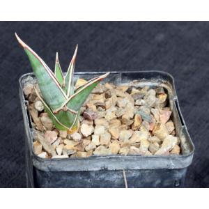 Sansevieria pinguicula (Lav 12240) 5-inch pots