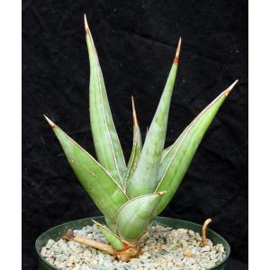 Sansevieria pinguicula 8-inch pots