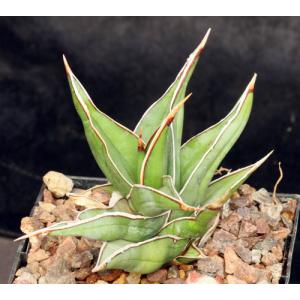 Sansevieria pinguicula (Lav 12240) 5-inch pots