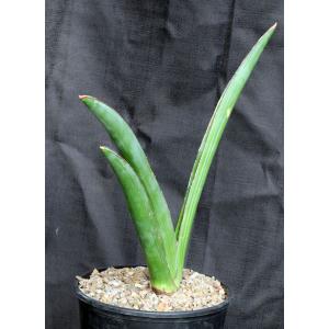 Sansevieria robusta 2-gallon pots