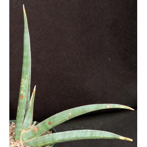 Sansevieria rorida (Lav 23319) 8-inch pots