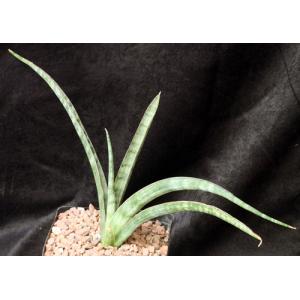 Sansevieria roxburghiana (Sathiyar, India) one-gallon pots