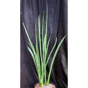 Sansevieria roxburghiana ssp. longifolia 3-gallon pots