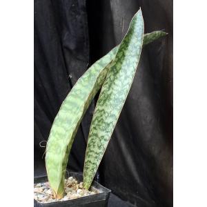 Sansevieria rugosifolia (Bhitala 1008) one-gallon pots