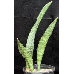 Sansevieria rugosifolia (Bhitala 1011) 2-gallon pots