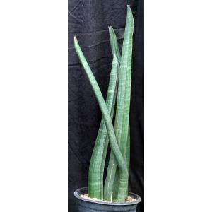 Sansevieria sinus-simiorum (R1734) 5-gallon pots