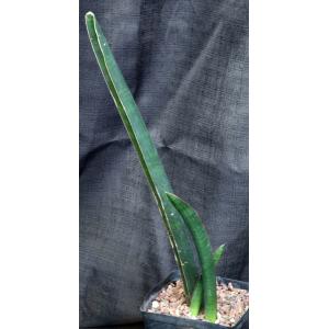 Sansevieria sinus-simiorum one-gallon pots