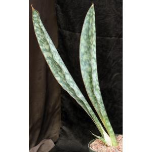 Sansevieria sp. (ES 21547) 10-inch pots